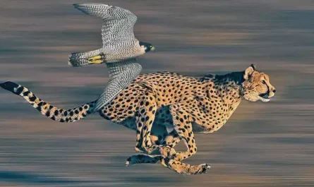 Fastest animals on earth