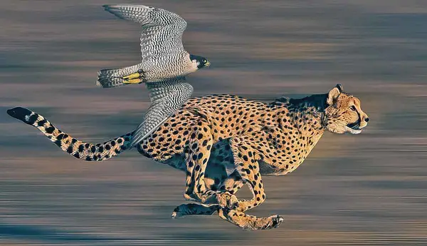 Fastest animals on earth: Which animal comes first?